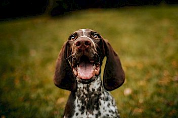 Dog Vet in Jacksonville, FL